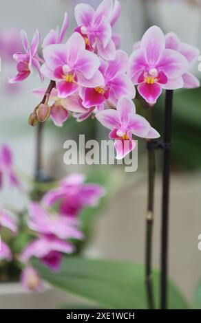 Orchidea. Centro giardino. Hondarribia. Gipuzkoa. Paese basco. Spagna Foto Stock