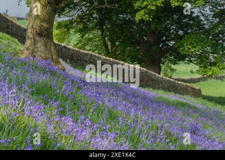 Campanelli inglesi (Hyacinthoides non-scripta) che crescono sotto un albero a Baildon, Yorkshire. Foto Stock