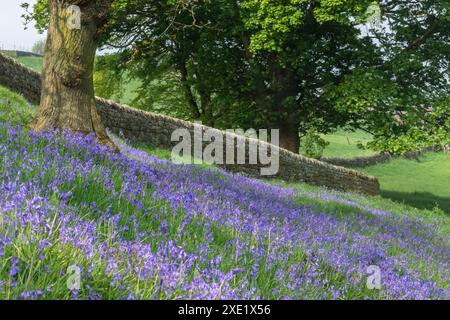 Campanelli inglesi (Hyacinthoides non-scripta) che crescono sotto un albero a Baildon, Yorkshire. Foto Stock