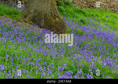 Campanelli inglesi (Hyacinthoides non-scripta) che crescono sotto un albero a Baildon, Yorkshire. Foto Stock
