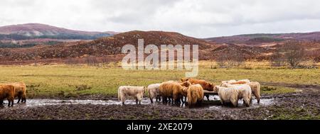 Highland, Scozia. I vitelli di razza Angus si nutrono da una fossa in una fattoria delle Highlands. Foto Stock