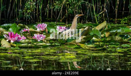 Piccolo amaro comune (Ixobrychus minutus / Ardea minuta) maschio adulto che riposa tra le ninfee / gli acquerelli nella palude in primavera Foto Stock