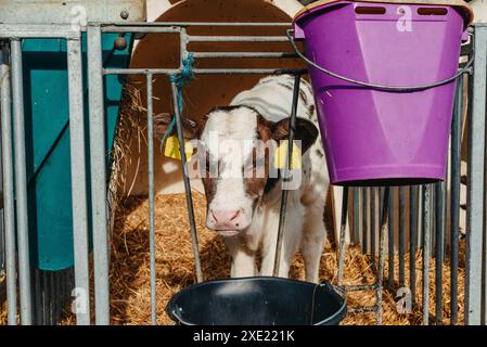 Piccolo vitello con etichette auricolari gialle in gabbia nel soleggiato fienile del bestiame in campagna guardando la fotocamera. Razza bovina Foto Stock