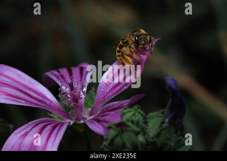 Pantaloni Bee Dasypoda hirtipes che guardano la fotocamera su petali di fiori di malva, Alcoy, Spagna Foto Stock