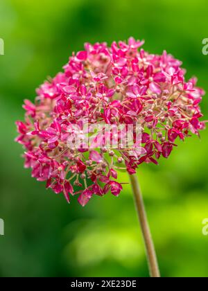 Rosa Hydrangea Arborescens Annabelle fiore con sfondo sfocato Foto Stock