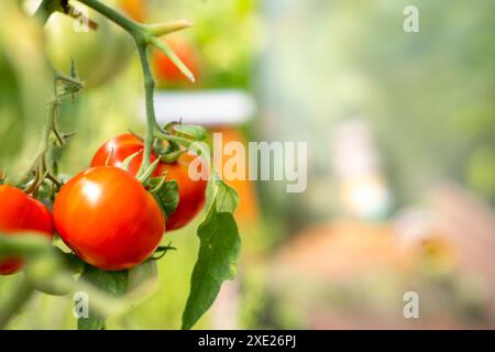 Pomodori grandi rossi, maturi e verdi su un cespuglio in una serra. Foto Stock