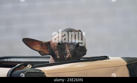 American Hairless Terrier nella sua scatola Foto Stock