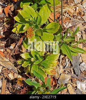 Farfalla su un fiore nell'area ricreativa regionale di Quarry Lakes, Fremont, California Foto Stock