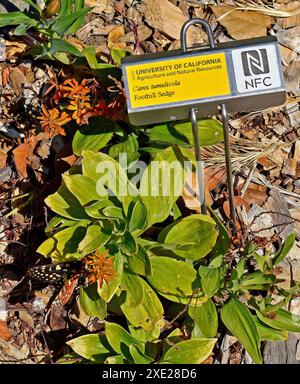 Farfalla su un fiore nell'area ricreativa regionale di Quarry Lakes, Fremont, California Foto Stock