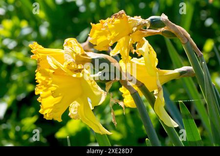 Daffodil o Daffodil (narciso), primo piano di un gruppo di fiori morenti , appassiti o appassiti, retroilluminati al sole primaverile. Foto Stock