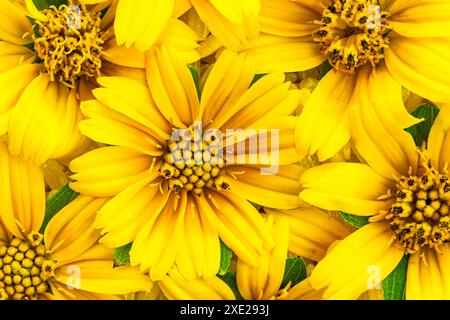 Vista dall'alto dei fiori gialli in fiore. Foto Stock