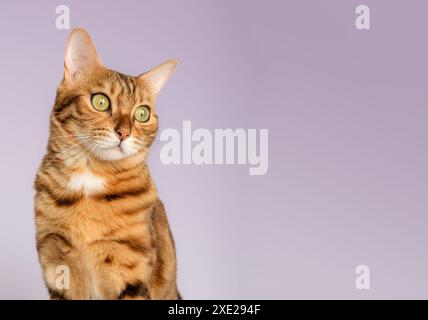 Ritratto di una rosetta di colore gatto del Bengala su sfondo dorato su sfondo viola. Foto Stock