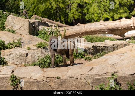 Scimmia cappuccina adulta seduta sulla roccia masticando frutta e camminando. Scimmia che riposa sulla roccia nello zoo naturalistico selvaggio Foto Stock