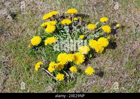 Dandelion o Dandelions (taraxacum officinale), primo piano di un grande ammasso di fiori gialli comuni o erbacce che crescono su un appezzamento di erba secca. Foto Stock