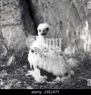 1950s, storiche, pulcini di aquila d'oro, Foto Stock