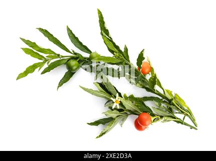 Solanum pseudocapsicum o ramoscello di ciliegio di Gerusalemme isolato su sfondo bianco Foto Stock