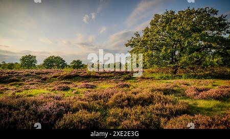 Paesaggio brughiero con luce serena caratterizzato da un albero di quercia con fogliame luccicante nelle calde serate Foto Stock