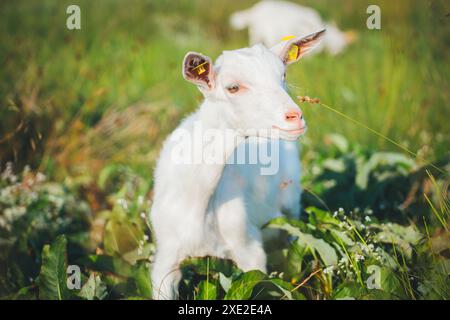 Capra Saanen Foto Stock