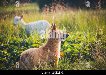 Vecchio cucciolo di cane da pastore tedesco (Westerwälder Kuhhund) che mangia capre Foto Stock