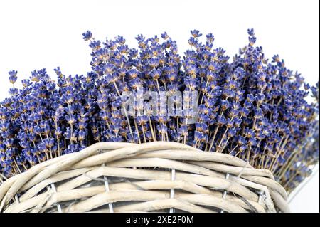 Bouquet di fiori di lavanda essiccata (Lavandula) isolato su fondo bianco. Foto Stock