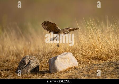 Gufo scavatore che vola in un atterraggio Foto Stock