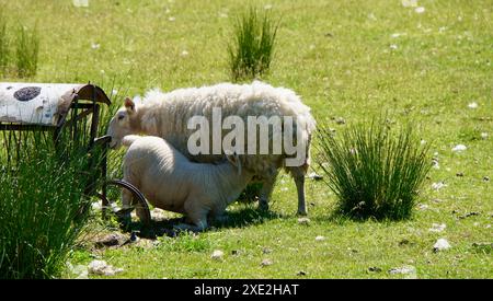 Agnello che beve latte da sua madre in Scozia Foto Stock
