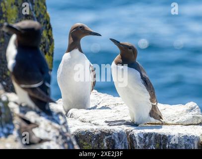 Coppia di uccelli marini ghigliemoti sul bordo della scogliera vicino all'oceano Foto Stock