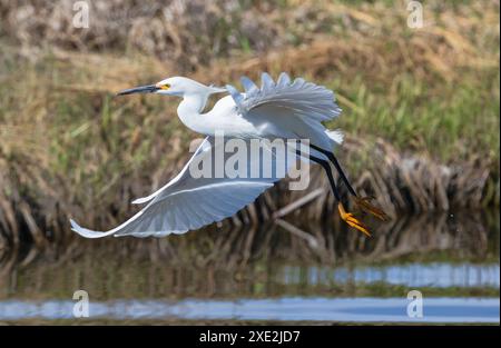 Un uccello Snowy Egret che vola magnificamente su un lago vicino alle rive. Foto Stock