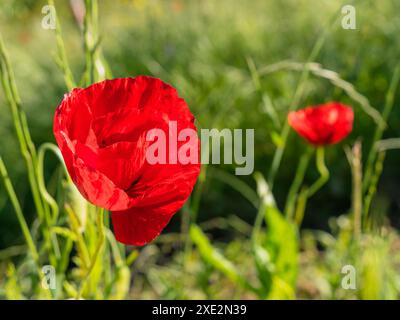 Un fiore di papavero rosso brilla di fronte all'erba verde, con un secondo papavero sullo sfondo. I colori vivaci e l'illuminazione soffusa donano pace e tranquillità. Foto Stock