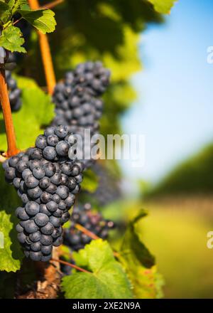 Vino rosso uva sulla vigna vecchia Foto Stock