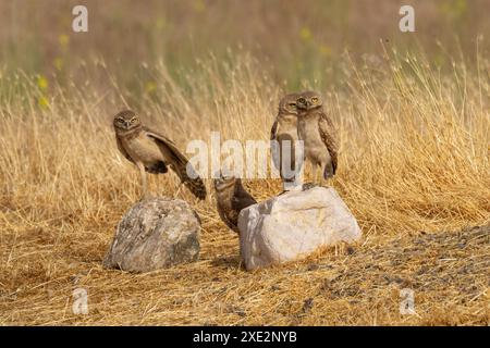 Famiglia di gufi scavatori in piedi su rocce. Foto Stock