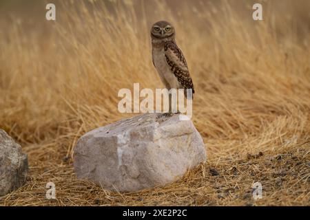 Giovane gufo scavatore in piedi su una roccia. Foto Stock