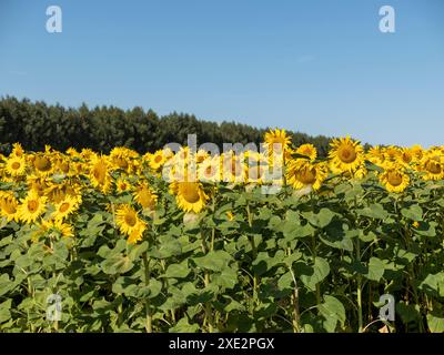 Campo di girasoli di fioritura contro il cielo blu Foto Stock