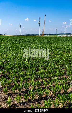 Agricoltura, campo, campo con barbabietola da zucchero, fase di crescita precoce, crescita vigorosa, vicino a Issum, NRW, Germania Foto Stock