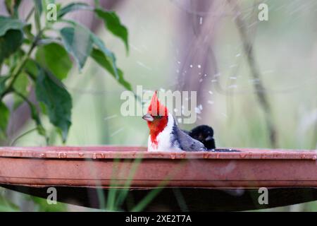 cardinale crestato, tanagers e crespi di miele, coronata paroaria, cardinale dai guanciali rossi. Thraupidae Foto Stock