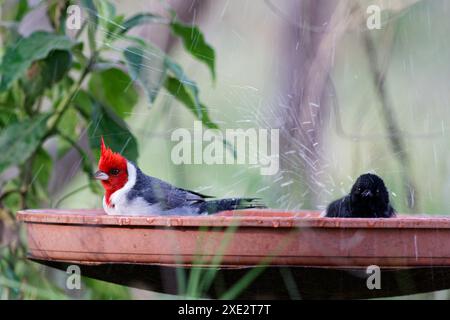 cardinale crestato, tanagers e crespi di miele, coronata paroaria, cardinale dai guanciali rossi. Thraupidae Foto Stock