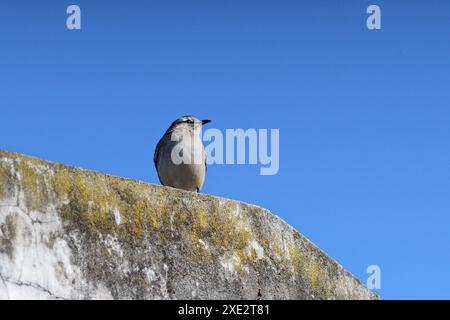 calandria mockingbird, una specie di cuicacoches e mulatti. Grande calandria, calandria, tinco, cenzontle. Mimidae. Mimus Patagonicus Foto Stock