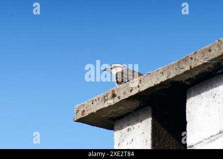 calandria mockingbird, una specie di cuicacoches e mulatti. Grande calandria, calandria, tinco, cenzontle. Mimidae. Mimus Patagonicus Foto Stock