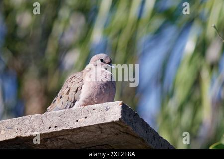 piccione di roccia, una specie di colombe e coquitas, columbidae, piccione domestico, columbia livia, columba Foto Stock