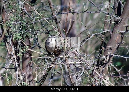 calandria mockingbird, una specie di cuicacoches e mulatti. Grande calandria, calandria, tinco, cenzontle. Mimidae. Mimus Patagonicus Foto Stock