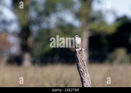 calandria mockingbird, una specie di cuicacoches e mulatti. Grande calandria, calandria, tinco, cenzontle. Mimidae. Mimus Patagonicus Foto Stock