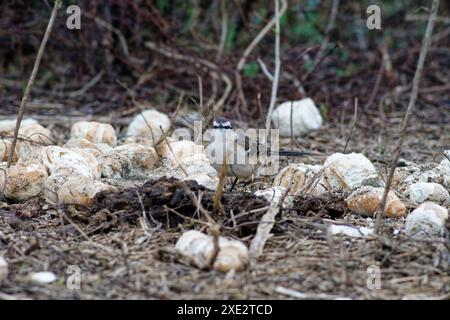 calandria mockingbird, una specie di cuicacoches e mulatti. Grande calandria, calandria, tinco, cenzontle. Mimidae. Mimus Patagonicus Foto Stock