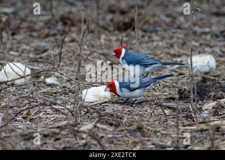 cardinale crestato, tanagers e crespi di miele, coronata paroaria, cardinale dai guanciali rossi. Thraupidae Foto Stock