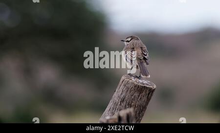 calandria mockingbird, una specie di cuicacoches e mulatti. Grande calandria, calandria, tinco, cenzontle. Mimidae. Mimus Patagonicus Foto Stock