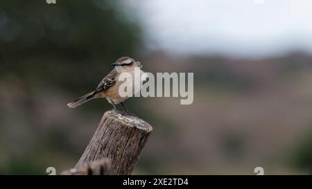 calandria mockingbird, una specie di cuicacoches e mulatti. Grande calandria, calandria, tinco, cenzontle. Mimidae. Mimus Patagonicus Foto Stock