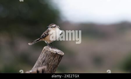 calandria mockingbird, una specie di cuicacoches e mulatti. Grande calandria, calandria, tinco, cenzontle. Mimidae. Mimus Patagonicus Foto Stock