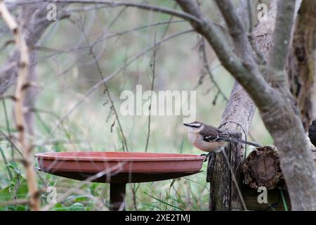 calandria mockingbird, una specie di cuicacoches e mulatti. Grande calandria, calandria, tinco, cenzontle. Mimidae. Mimus Patagonicus Foto Stock