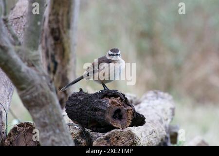 calandria mockingbird, una specie di cuicacoches e mulatti. Grande calandria, calandria, tinco, cenzontle. Mimidae. Mimus Patagonicus Foto Stock