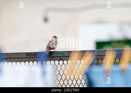 passero della casa, passaridae, passer domesticus Foto Stock