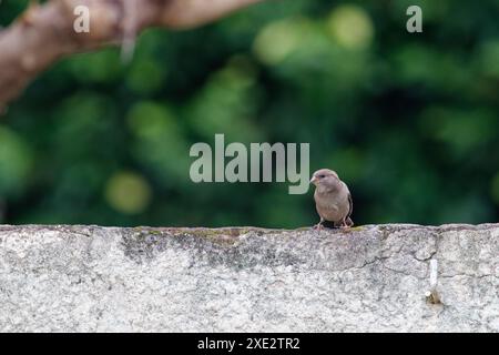 passero della casa, passaridae, passer domesticus Foto Stock